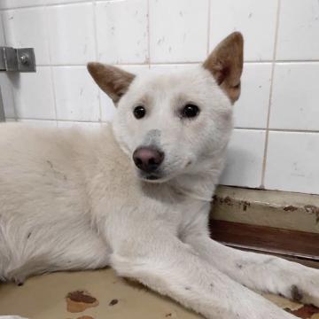 犬 島根県の里親募集一覧 ハグー みんなのペット里親情報