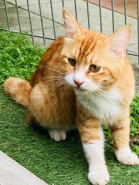 茨城県の猫の雑種の里親募集特集 みんなのペットライフ