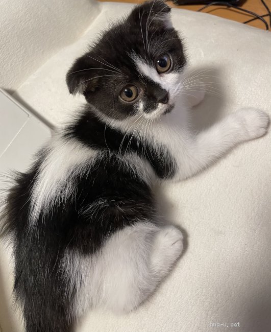 猫の里親募集】東京都・スコティッシュフォールド・生後3ヶ月の  