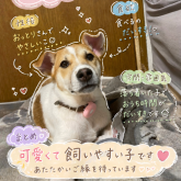 雑種
