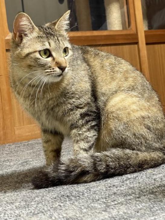 うるうるお目々の猫ちゃんクリスマス⑩