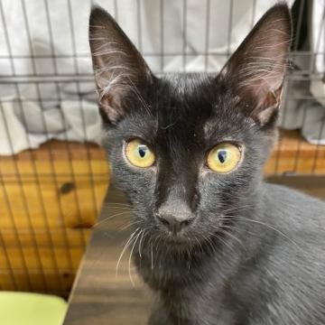 保護活動者：ねこちゃんず8(埼玉県戸田市)｜ペット一覧 全115件中&nbsp