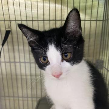 保護活動者：ねこちゃんず8(埼玉県戸田市)｜ペット一覧 並び順：掲載日