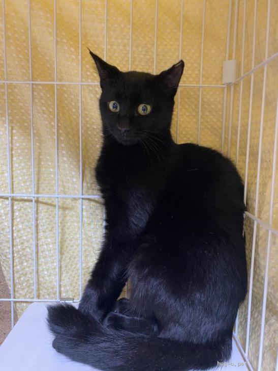 猫の里親募集】埼玉県・雑種・おしゃまな黒猫♡女子『エヴァン』（ID