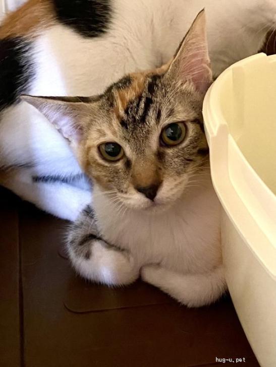 猫の里親募集】埼玉県・三毛・美猫三毛猫『すーちゃん』（ID:2308