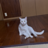 雑種