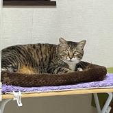 雑種