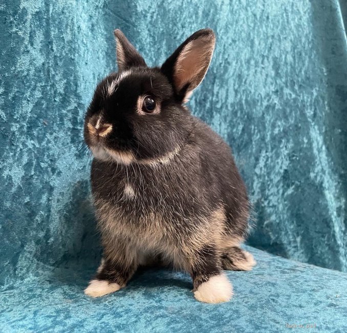小動物の里親募集 愛知県 ウサギ 純血種ネザーランドドワーフ 女の子 Id 27 ハグー みんなのペット里親情報