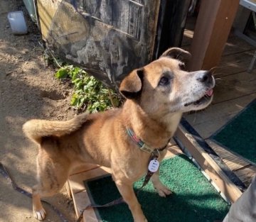 犬 中型犬の里親募集一覧 ハグー みんなのペット里親情報