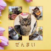 雑種