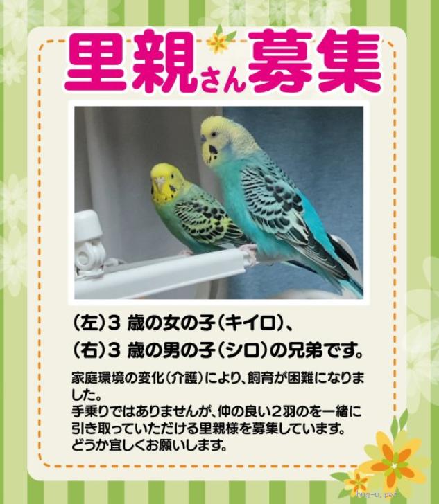 鳥の里親募集】福岡県・インコ・セキセイインコの（ID:2501-01217