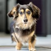 カニンヘンダックスフンド(ロング)