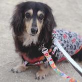 ミニチュアダックスフンド(ロング)