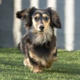 カニンヘンダックスフンド(ロング)