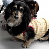 ミニチュアダックスフンド(ロング)