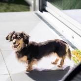 カニンヘンダックスフンド(ロング)