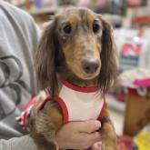 ミニチュアダックスフンド(ロング)