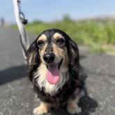 ミニチュアダックスフンド(ロング)