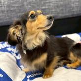 カニンヘンダックスフンド(ロング)