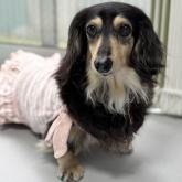 ミニチュアダックスフンド(ロング)