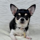 チワワ(スムース)