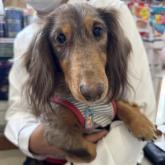 ミニチュアダックスフンド(ロング)