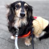 ミニチュアダックスフンド(ロング)