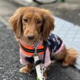 カニンヘンダックスフンド(ロング)