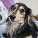 ミニチュアダックスフンド(ロング)