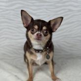 チワワ(スムース)