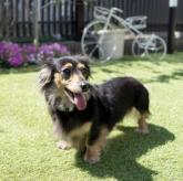 カニンヘンダックスフンド(ロング)