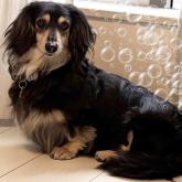 ミニチュアダックスフンド(ロング)