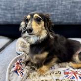 カニンヘンダックスフンド(ロング)