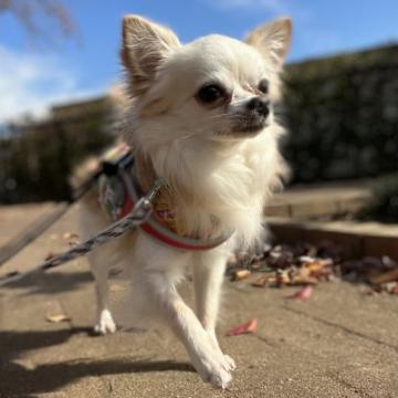 犬 茨城県 チワワ ロング の里親募集一覧 ハグー みんなのペット里親情報