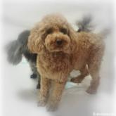 トイプードル