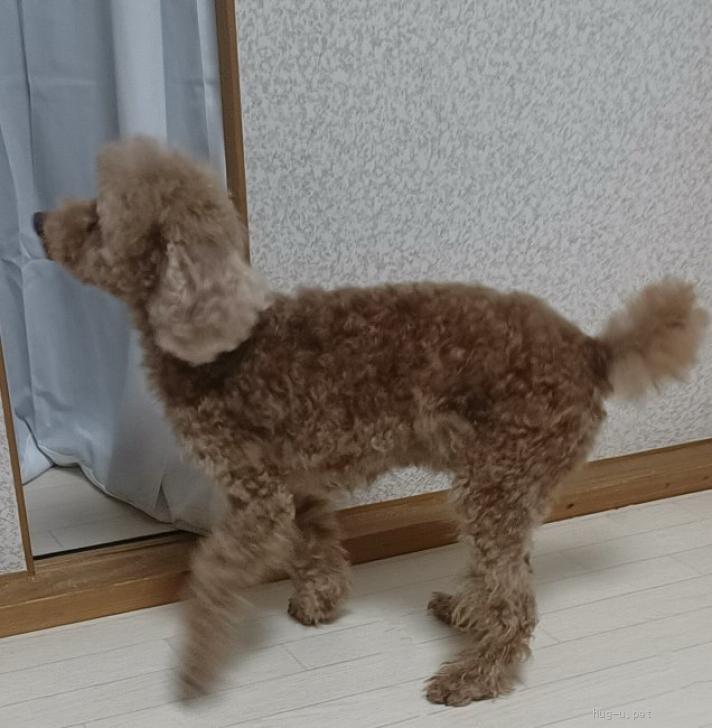 ☆受付☆トイプードル 犬の里親募集】奈良県・トイプードル・成犬女の子 トイプードル