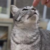 雑種