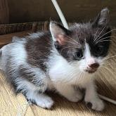 雑種