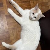 雑種