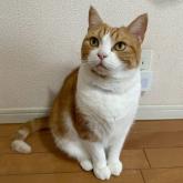 スコティッシュフォールド