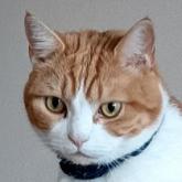 スコティッシュフォールド