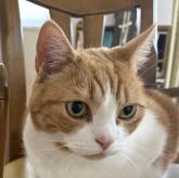 スコティッシュフォールド