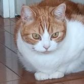 スコティッシュフォールド