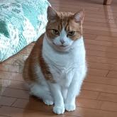 スコティッシュフォールド