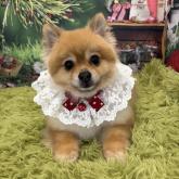 ポメラニアン