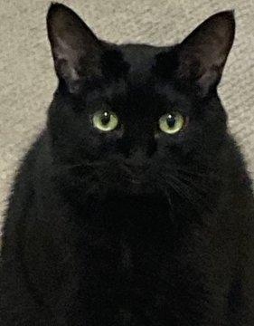 ハグー｜保護活動者：キャサリン(北海道札幌市中央区)