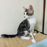 雑種