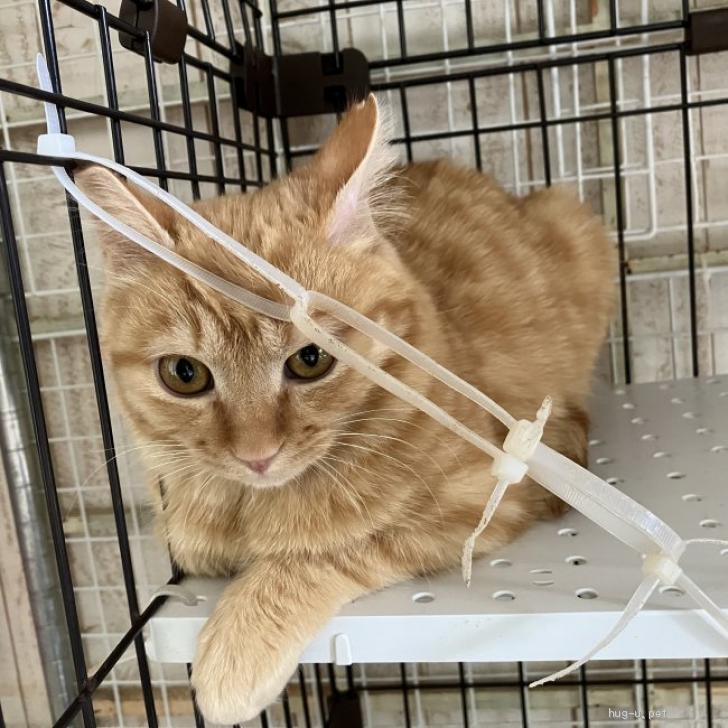 猫の里親募集】神奈川県・雑種・生後4ヶ月、丸顔茶トラ♂ゴンザレス