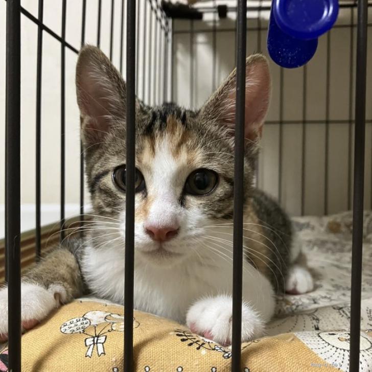 猫の里親募集】神奈川県・雑種・生後4か月、構って欲しいシマ三