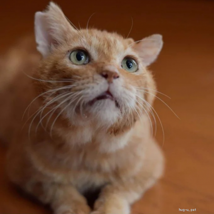 猫の里親募集】千葉県・雑種・人が大好き！ご飯大好き！ナデナデ大好き